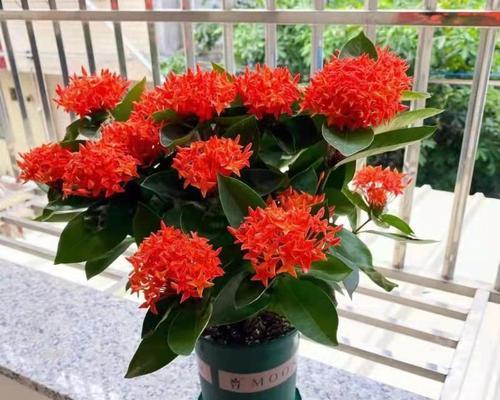 耐寒的花卉盆栽有哪些？如何在冬季保持它们的生长？