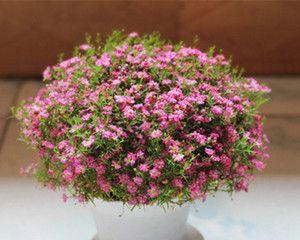 耐寒的花卉盆栽有哪些？如何在冬季保持它们的生长？