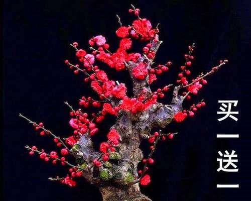 耐寒花卉有哪些？如何在冬季保持花卉生长？
