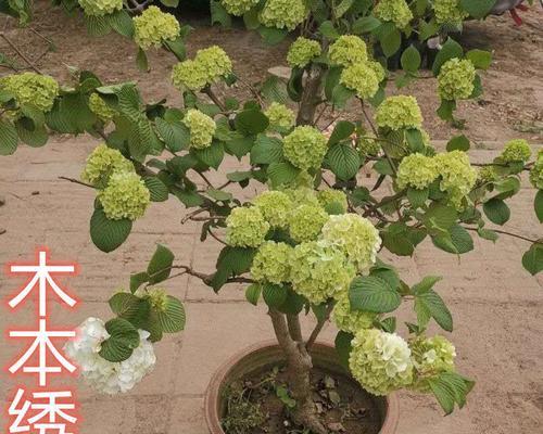 耐寒的绿植花卉有哪些？冬季如何选择和养护？