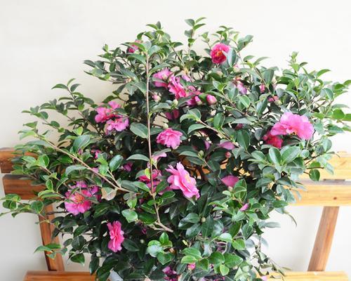 耐寒的绿植花卉有哪些？冬季如何选择和养护？