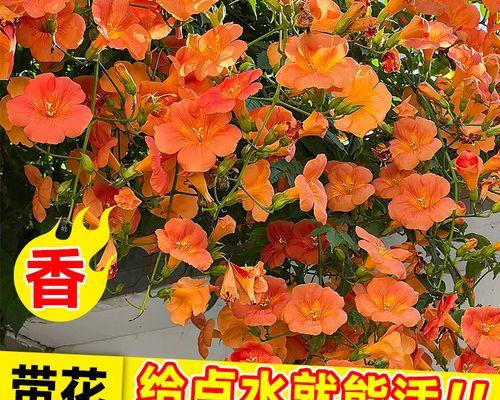 耐寒的爬藤花卉有哪些？如何选择适合冬季的爬藤植物？