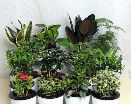 耐寒盆栽植物有哪些？如何在冬季保持它们的生长？