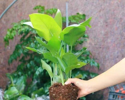 耐寒的室内花卉有哪些推荐？如何选择适合冬季的室内植物？