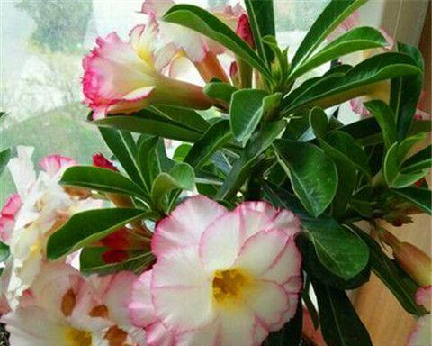 耐寒的室内花卉有哪些推荐？如何选择适合冬季的室内植物？