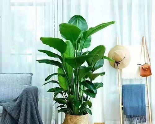 耐寒室内植物有哪些？如何选择适合的耐寒植物？