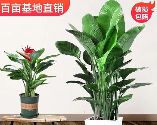 耐寒室内植物有哪些？如何选择适合的耐寒植物？