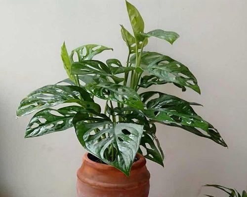耐寒的水培植物有哪些？适合冬季种植的水培植物推荐？