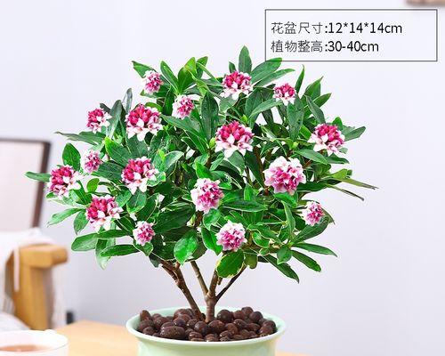 耐寒植物花卉有哪些？如何在冬季保持它们的生长？
