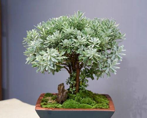 耐寒好养的花卉有哪些？如何选择适合冬季种植的植物？