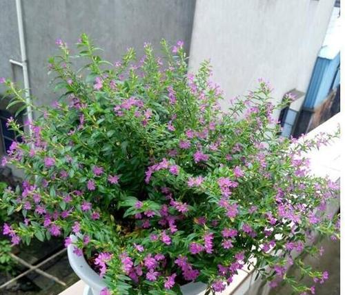 耐寒好养的花卉有哪些？如何选择适合冬季种植的植物？