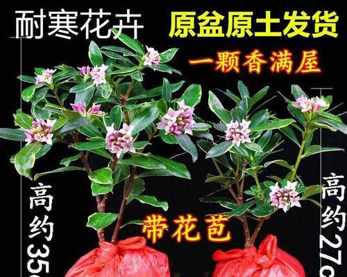 耐寒花卉有哪些？如何选择适合冬季种植的花卉？