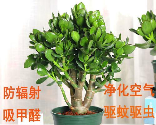 耐寒耐旱的室内花卉有哪些？如何选择适合的室内植物？