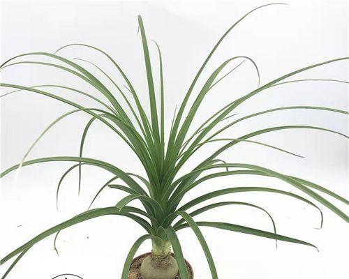 耐寒耐旱的室内花卉有哪些？如何选择适合的室内植物？
