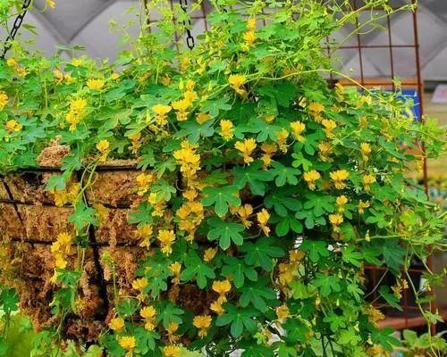 耐寒耐旱的室外爬藤花卉有哪些？如何选择适合的品种？