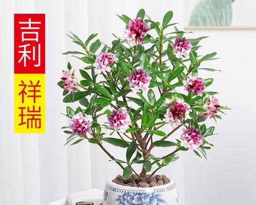耐寒耐热的室内花卉有哪些？如何选择适合的品种？