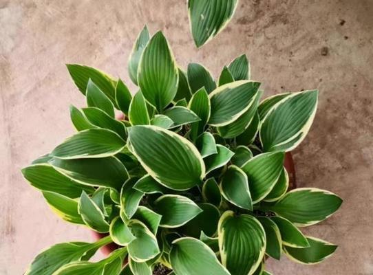 耐寒耐阴的花卉有哪些？如何选择适合室内种植的植物？