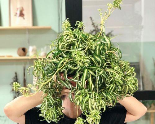 耐寒耐阴的室内花卉有哪些推荐？如何照顾这些植物？