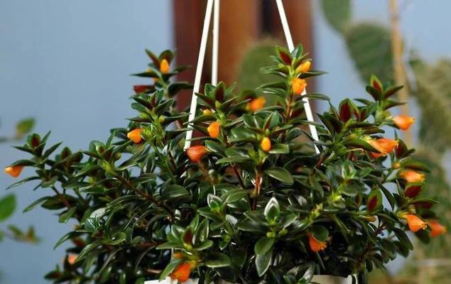耐寒耐阴的室内花卉有哪些推荐？如何照顾这些植物？