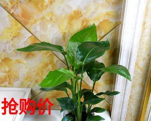 耐寒室内绿植大型盆栽有哪些推荐？如何选择适合的耐寒植物？