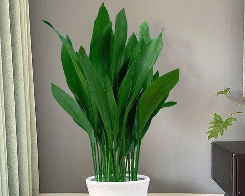 耐寒室内绿植大型盆栽有哪些推荐？如何选择适合的耐寒植物？