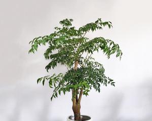 耐寒室内绿植大型盆栽有哪些推荐？如何选择适合的耐寒植物？