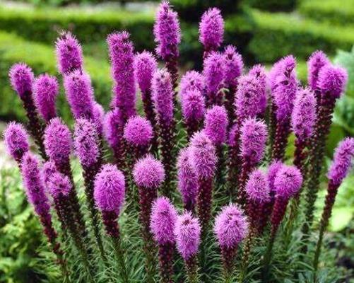 耐寒宿根花卉有哪些种类？如何选择适合的耐寒宿根花卉？