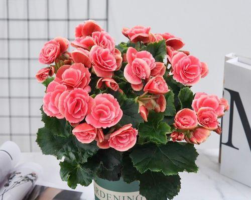 耐旱的庭院花卉有哪些？如何选择适合干旱环境的植物？