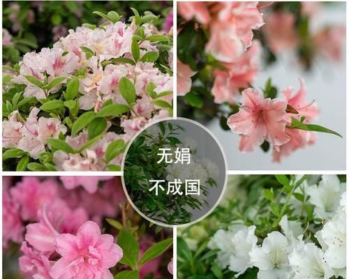 耐旱的庭院花卉有哪些？如何选择适合干旱环境的植物？