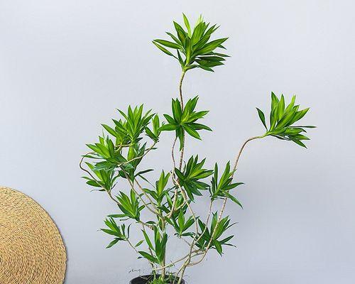 耐旱的植物有哪些？如何选择适合干旱环境的植物？