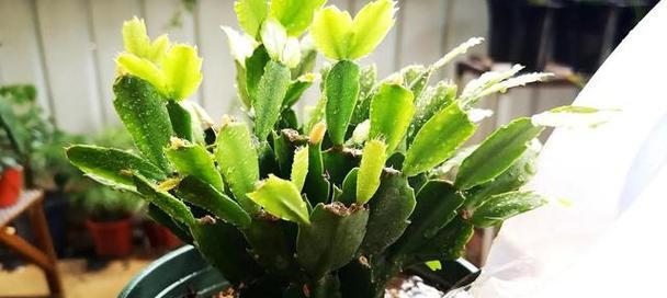 耐旱的植物有哪些？如何选择适合干旱环境的植物？