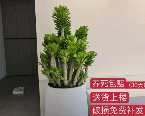 耐旱植物有哪些？如何选择适合干旱环境的植物？