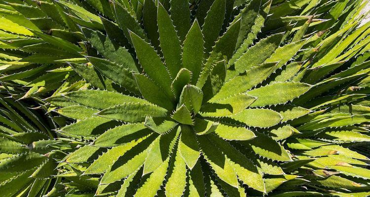 耐旱植物有哪些？如何选择适合干旱环境的植物？