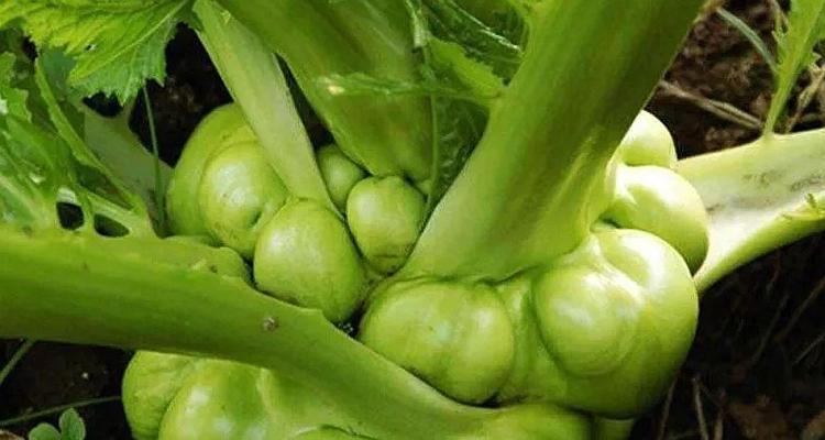 耐涝蔬菜品种有哪些？如何选择不怕涝的蔬菜品种？