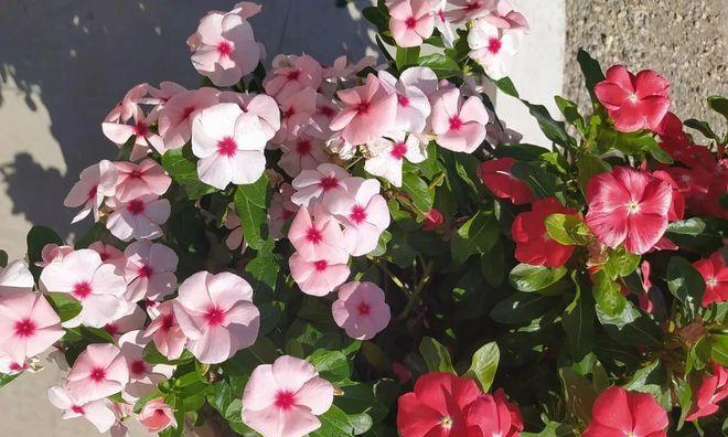 耐热的花卉有哪些？如何选择适合夏季种植的植物？