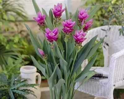 耐热花卉有哪些？如何选择适合夏季种植的花卉品种？