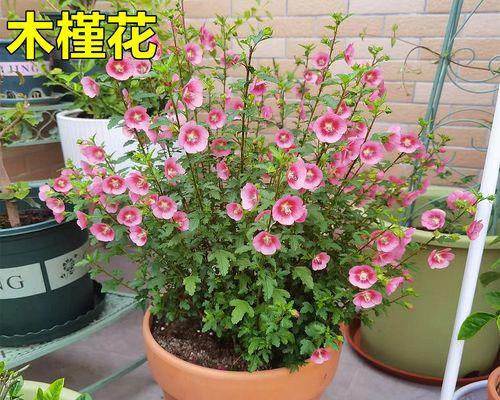 耐热花卉有哪些？如何选择适合夏季种植的花卉品种？