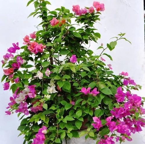 耐热耐旱的花卉有哪些？如何选择适合夏季种植的植物？