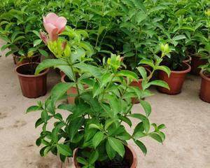 耐热耐晒的花卉有哪些？如何选择适合夏季种植的植物？