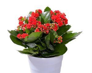 耐热耐晒的花卉有哪些？如何选择适合夏季种植的植物？