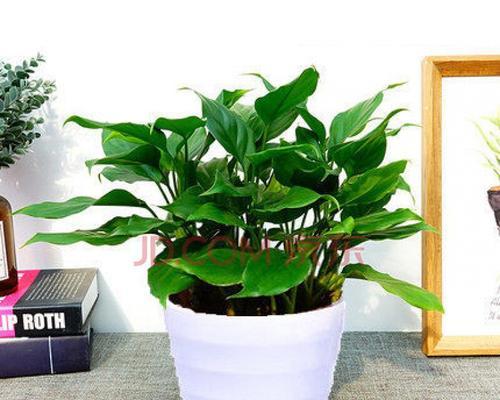耐养的室内植物有哪些？如何选择适合自己的室内植物？