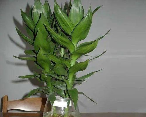 耐养的室内植物有哪些？如何选择适合自己的室内植物？