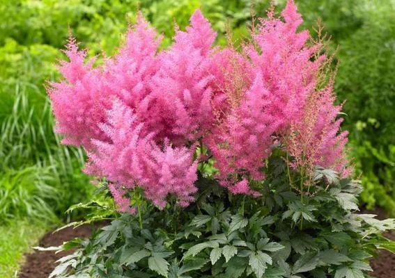 耐阴的草本花卉有哪些？如何选择适合室内种植的品种？