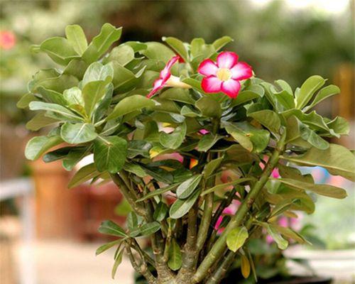 耐阴的草本花卉有哪些？如何选择适合室内种植的品种？