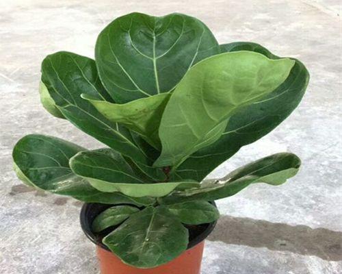 耐阴的大型花卉有哪些？如何选择适合室内种植的花卉？