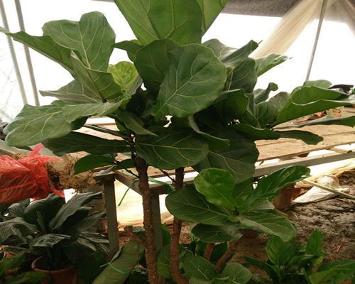 耐阴的大型花卉有哪些？如何选择适合室内种植的花卉？