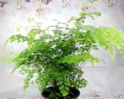 耐阴的多年生花卉有哪些？如何选择适合室内种植的品种？