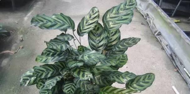 耐阴花卉有哪些？如何选择适合室内种植的植物？
