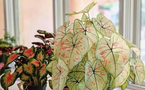 耐阴花卉有哪些？如何选择适合室内种植的植物？