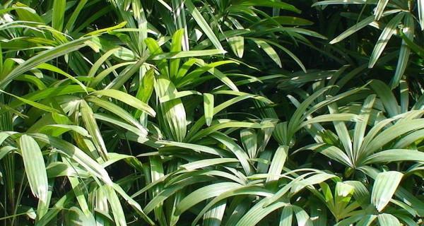 耐阴的木本花卉有哪些？如何选择适合室内种植的植物？